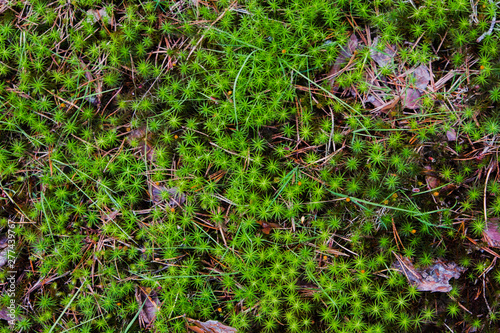 Abstraction on the background theme. Green moss on the ground, in the coniferous forest. Summer day.