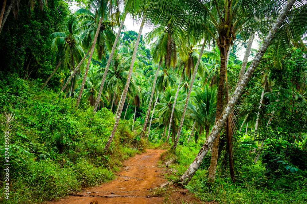 Forêt de Thaïlande Koh Chang Tropicale Forêt de Thaïlande Koh Chang Tropicale
