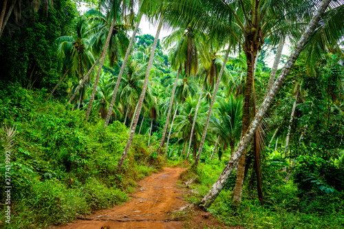 Forêt de Thaïlande Koh Chang Tropicale