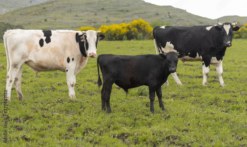 Herd of young cows Herd of young cows