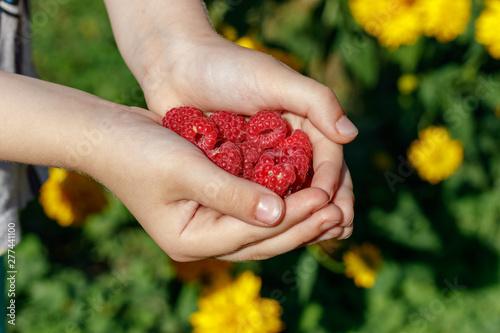A small child has full palms of red raspberry berries. The summer sun is shining. Raspberry berries and hands of a child against the background of yellow flowers and green grass.