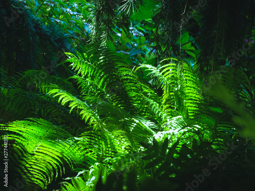 Fresh green leaves fern plant under the sun rays