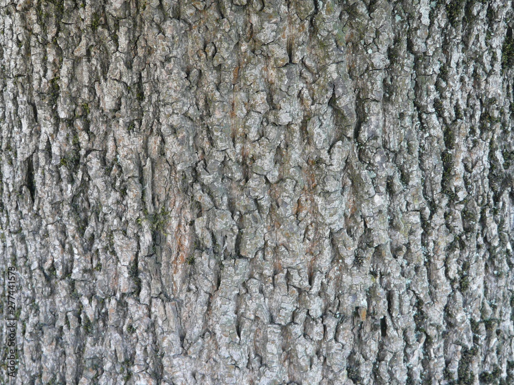 Wooden texture a cut tree Wooden texture a cut tree