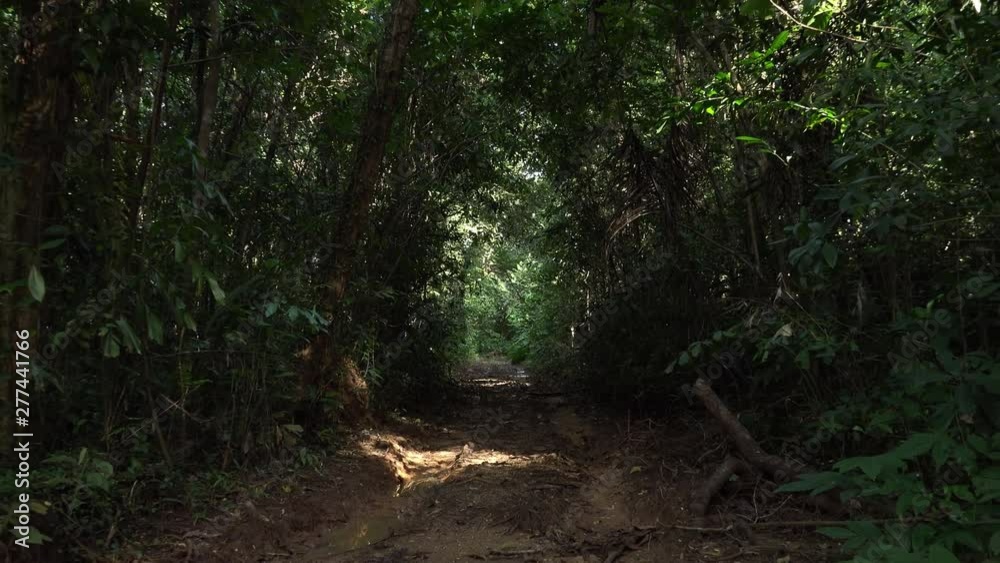 Picturesque untouched alley going through green tropical woodland. Wheel tracks are filled with water after rain wet season. Dirty wet ground. Sunny day. Bright sunrays illuminating jungles. Zoom out Picturesque untouched alley going through green tropical woodland. Wheel tracks are filled with water after rain wet season. Dirty wet ground. Sunny day. Bright sunrays illuminating jungles. Zoom out