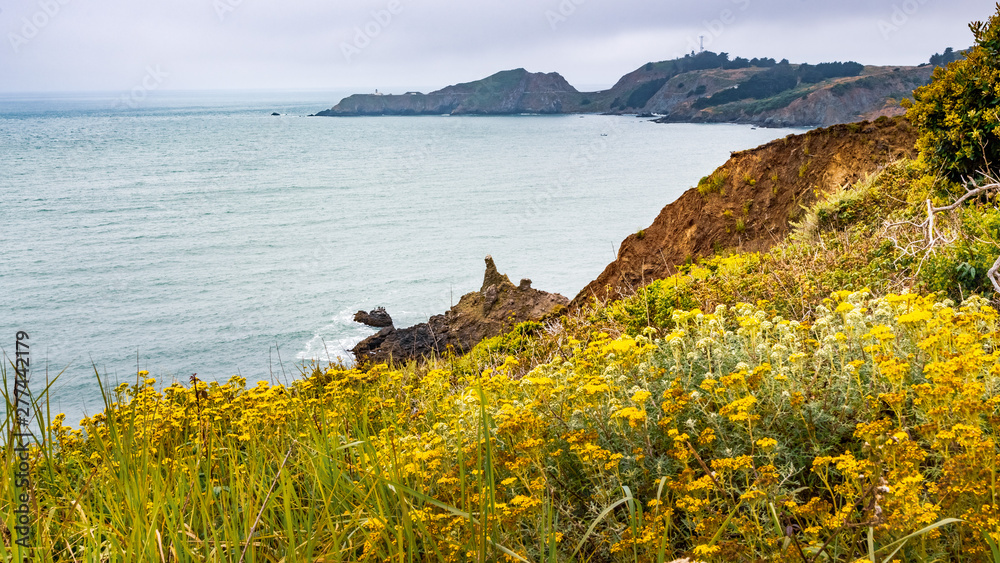 The Pacific Ocean coastline in Marin Headlands on a foggy day; Golden Yarrow (Eriophyllum confertiflorum) wildflowers blooming on the bluffs; Marin County, North San Francisco bay area, California
