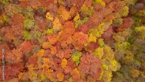Forest autumn leaves top aerial view