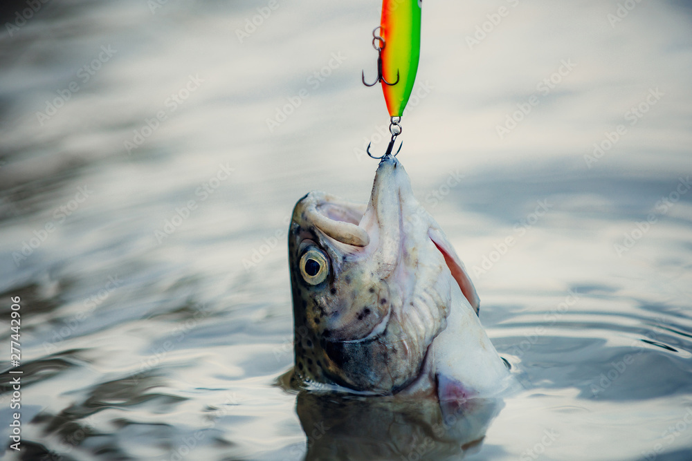 sport fishing. Fly fishing - method for catching trout. Fishing with  spinning reel. Fishes catching hooks. Rainbow trout on a hook. Photos