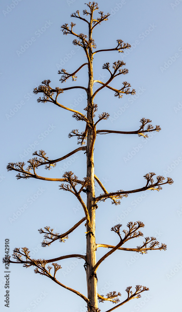 Tall tree with few branches making interesting design pattern Tall tree with few branches making interesting design pattern