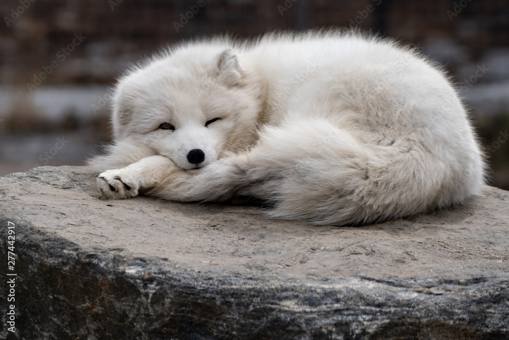Arctic Fox Peeking Arctic Fox Peeking