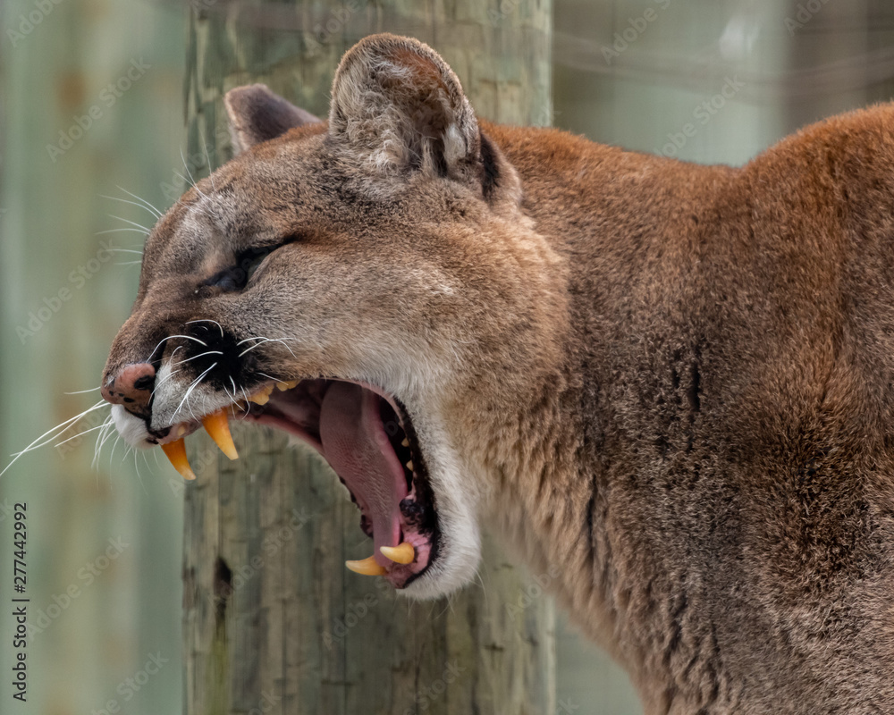 Cougar Growl Images – Browse 49 Stock Photos, Vectors, and Video | Adobe  Stock