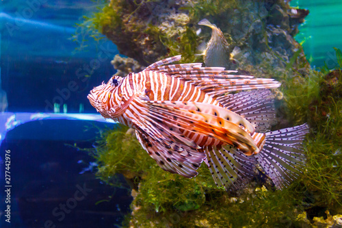 Red Lionfish (Pterois volitans) aquarium fish. Predatory fish with fan-shaped fins which contain sharp poisonous needles photo