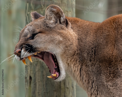 Cougar Roars