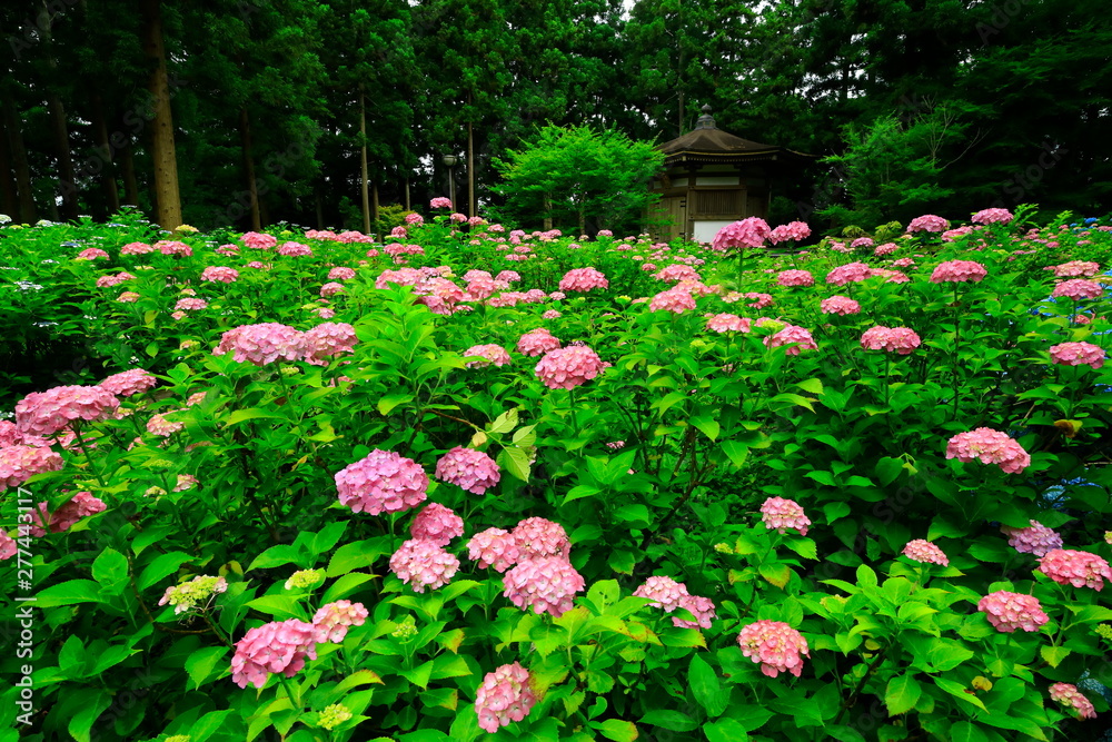 館山史跡公園の紫陽花