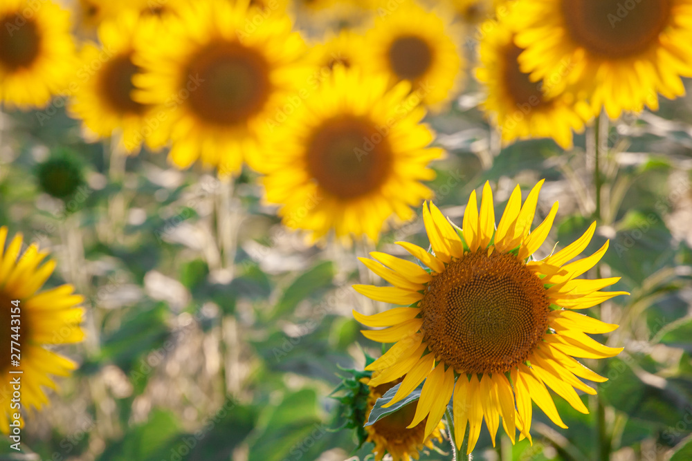 field of blooming sunflowers on a background