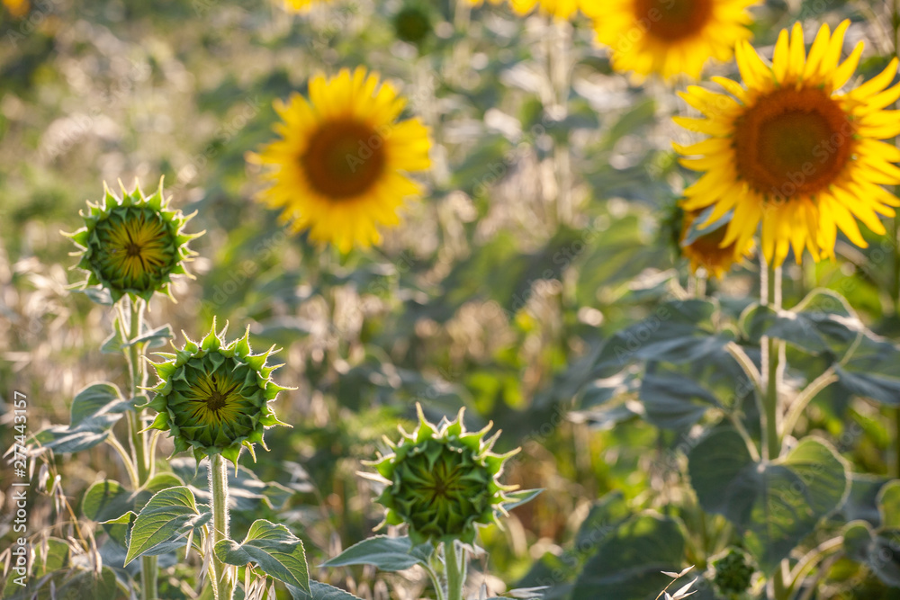 Obraz premium field of blooming sunflowers on a background
