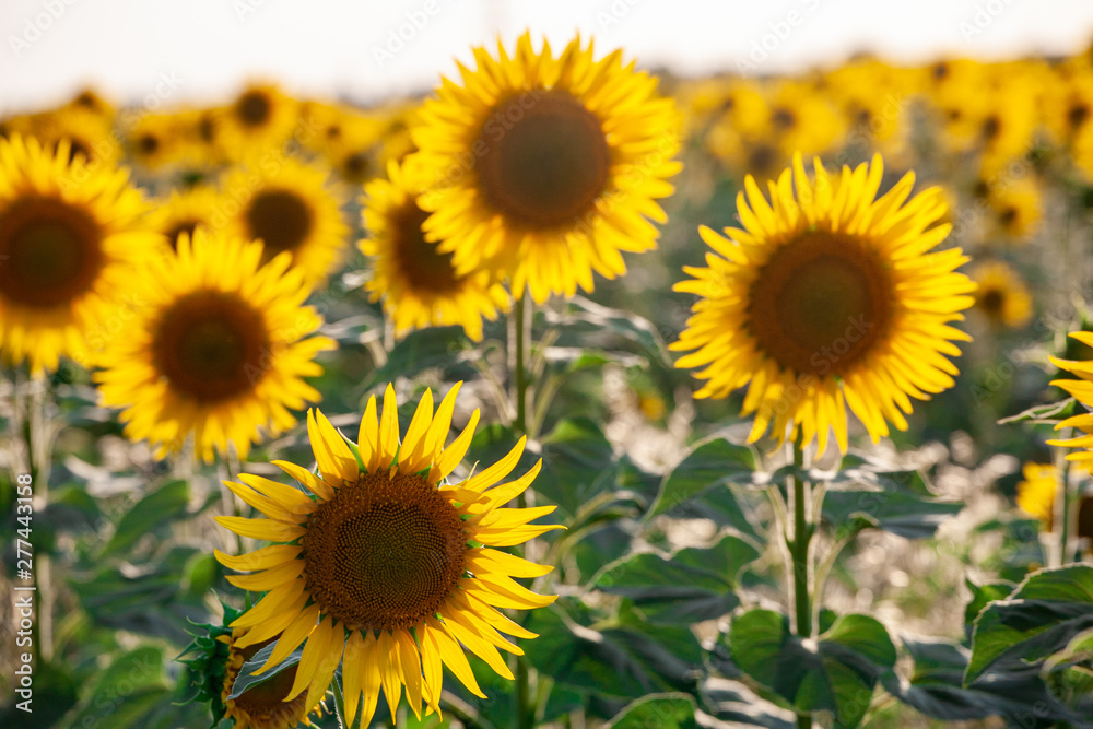 field of blooming sunflowers on a background