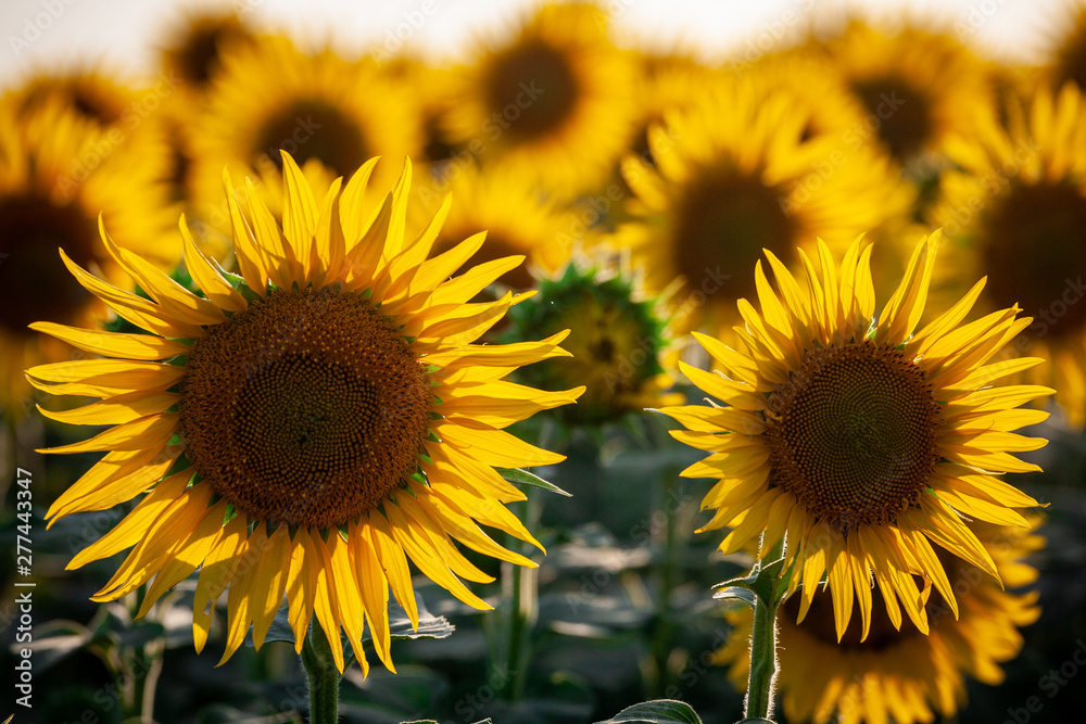 field of blooming sunflowers on a background field of blooming sunflowers on a background