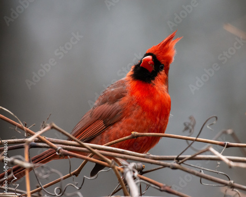 Northern Cardinal Says Hello © Eric