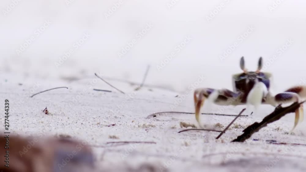 Ghost Crab or Sand Crab suddenly disappearing in his safe dug hole in the ground. Distinctive coloration. Exotic alert animal in habitat. Survival instinct. Amazing natural construction on seashore