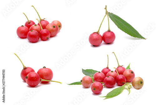 Set of Indian plum isolated on white background. Flacourtia rukam is a species of flowering plant in the willow family, Common names include rukam, governor's plum, Indian plum, and Indian prune.