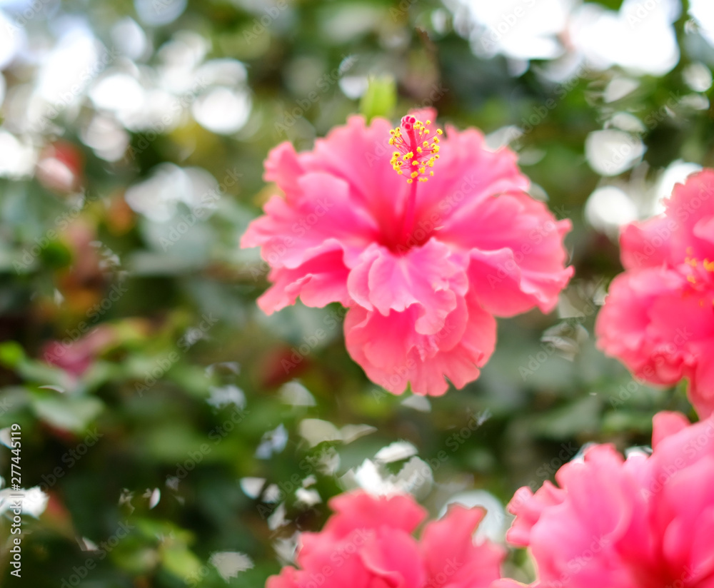 Gorgeous pink hibiscus flower on soft floral background. Gorgeous pink hibiscus flower on soft floral background.