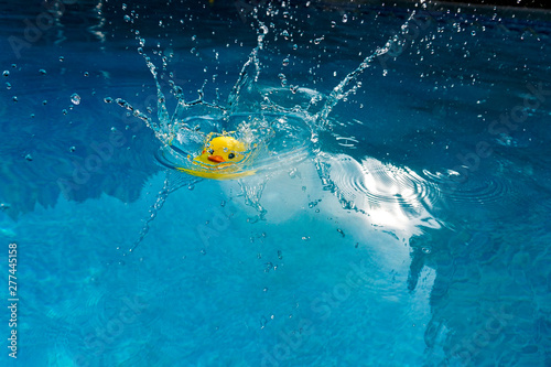 Obraz na plátně Yellow rubber ducky making a splash while plunging into an outdoor swimming pool
