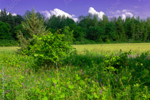 Field and forest in the summer © sp_ts