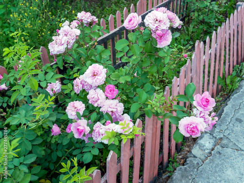 Floribunda, rose bushes behind the fence. Rosebud.