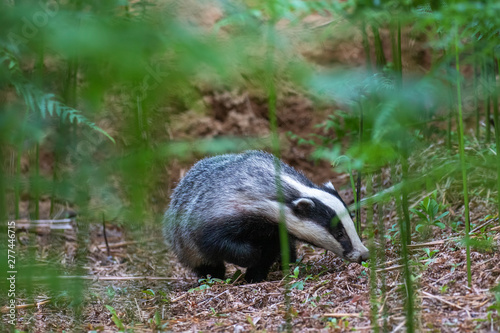 Badger, meles meles, portrait/close up surrounded by green bracken stems and leaves forest on a warm July evening in scotland.