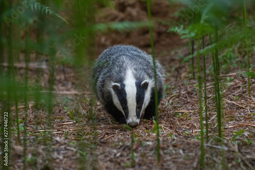 Badger, meles meles, portrait/close up surrounded by green bracken stems and leaves forest on a warm July evening in scotland.