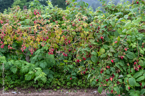 Row of red raspberries ready to harvest on a rural farm, Pacific Northwest, USA