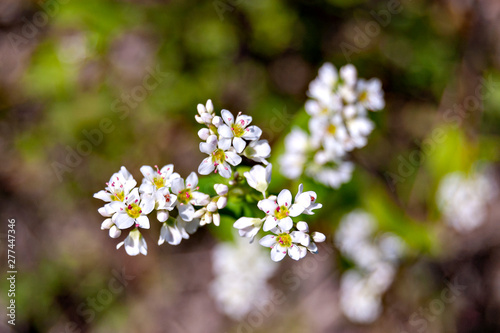 Buckwheat flowers in full bloom in Japan