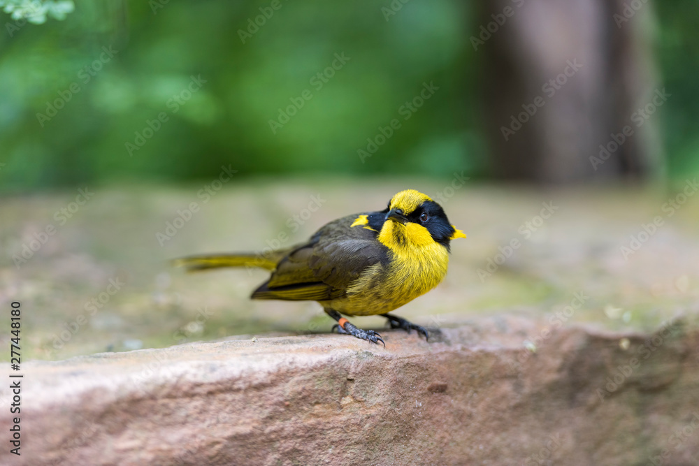 Yellow and black Helmeted Honeyeater. Yellow and black Helmeted Honeyeater.