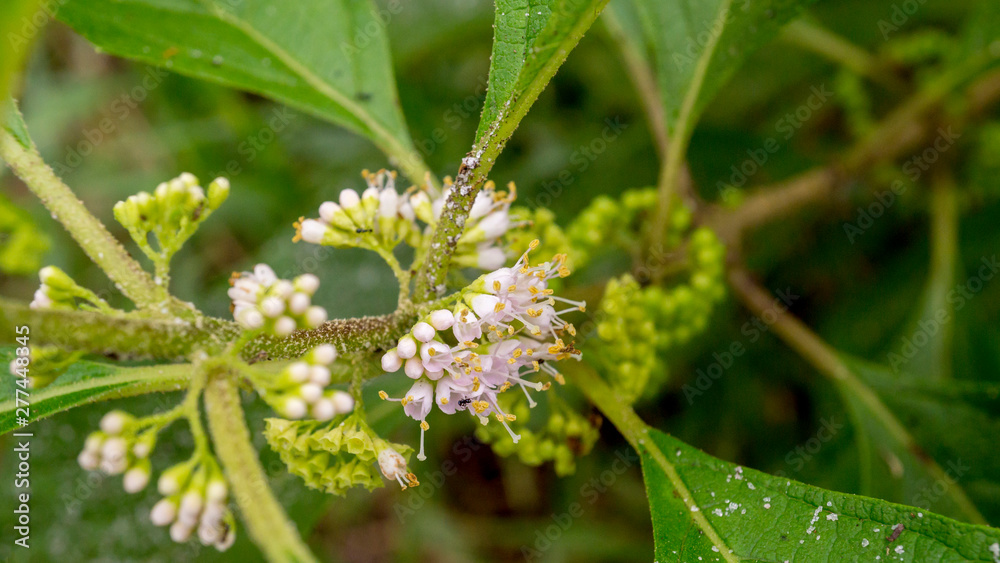 wild flower with white buds wild flower with white buds