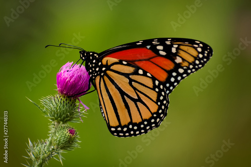 Symmetrical Butterfly © Chandler