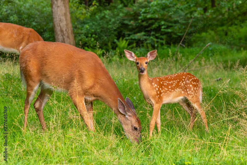 Mother and baby deer - doe and fawn - together Mother and baby deer - doe and fawn - together