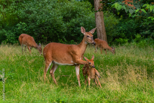 Family of deer in the forest