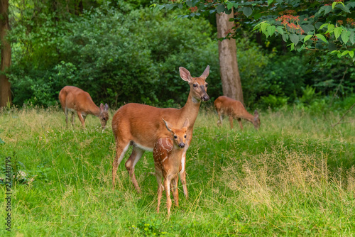 Family of deer in the forest © Melissa