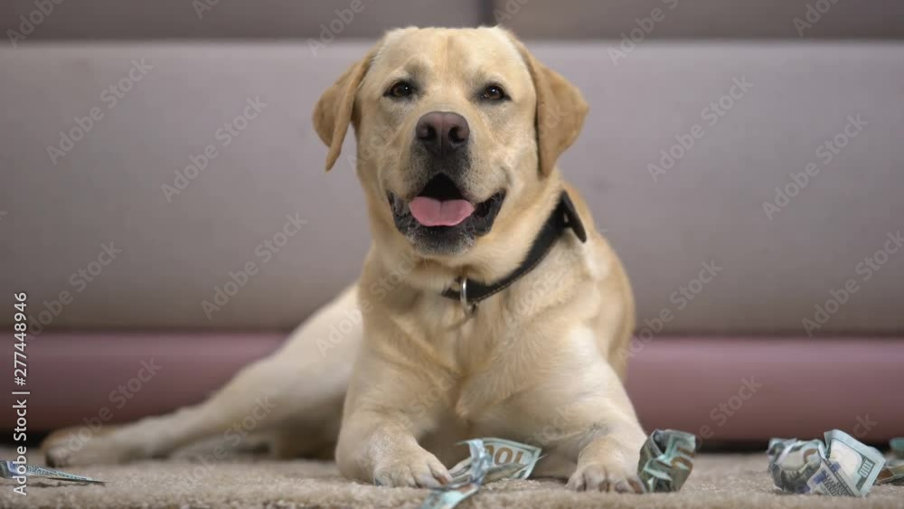Funny pedigreed dog lying near torn dollar banknotes, house pet misbehaving Funny pedigreed dog lying near torn dollar banknotes, house pet misbehaving