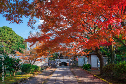 京都 養源院の紅葉