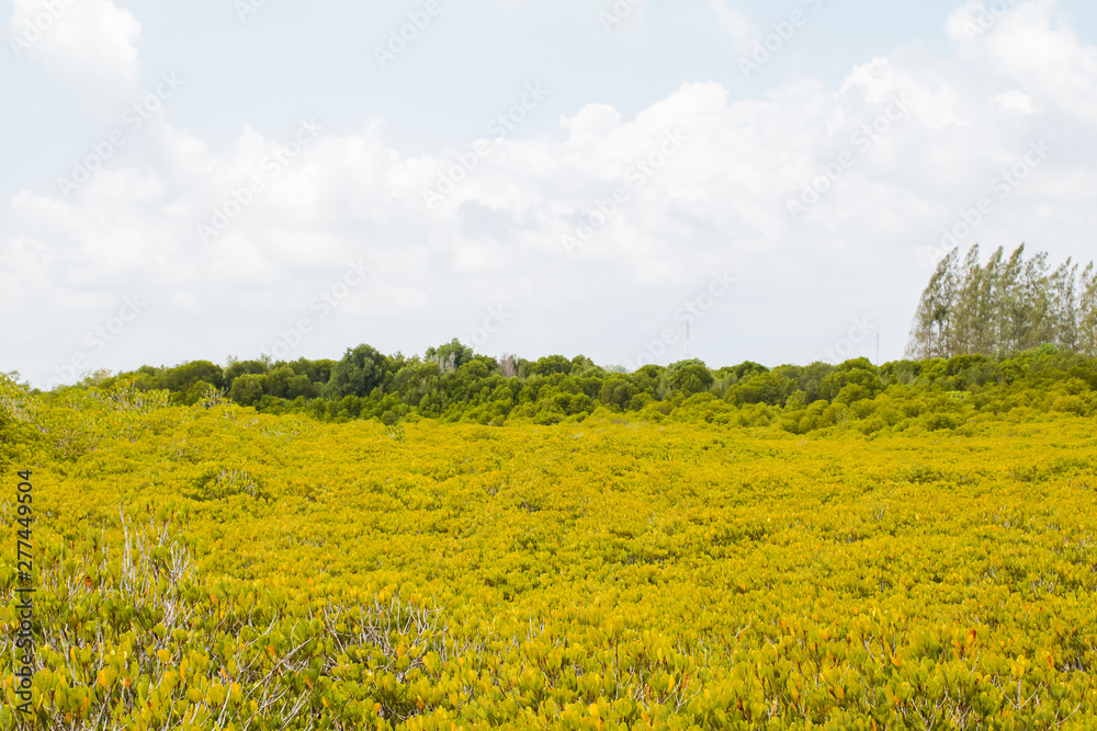 green mangrove forest at Tung Prong Thong or Golden Mangrove Field, Rayong province, Thailand