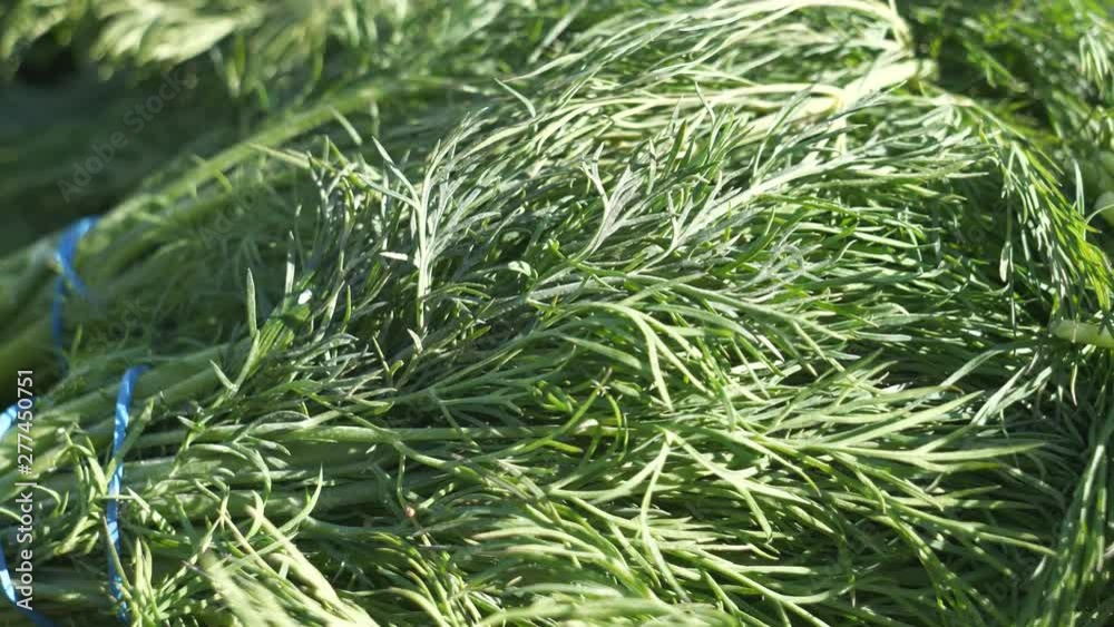 Fresh dill in the market stalls. Fresh dill in the market stalls.