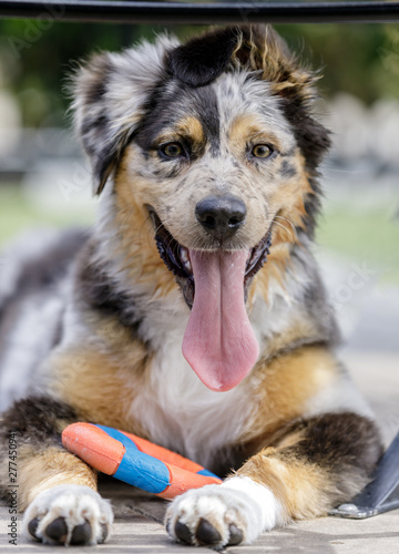 Australian Shepherd female puppy resting with toy. Off-leash dog park in Northern California.