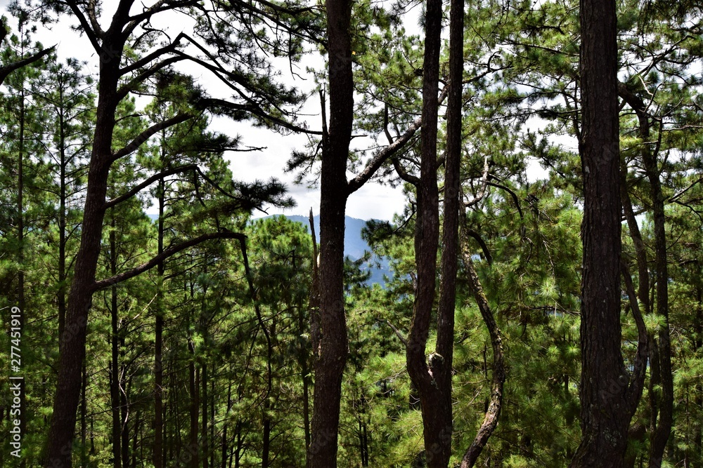 Fototapeta premium Baguio Nature in The Philippines