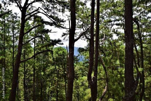 Baguio Nature in The Philippines