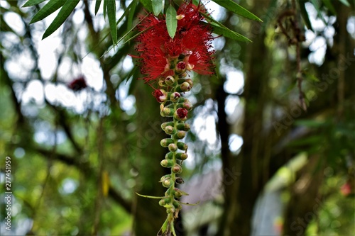 Bottlebrush plant in Baguio Philippines