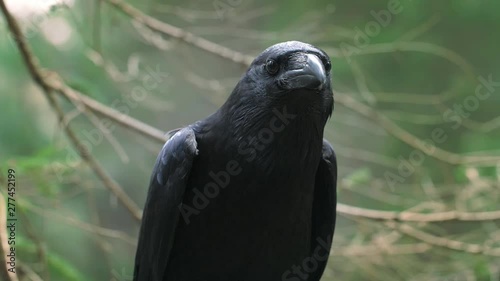 Black raven with large beak looking out for prey. Wild animal in natural habitat