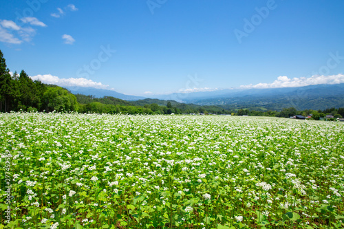下条村のそば畑