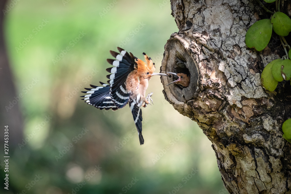 Eurasian Hoopoe (epup Upupa) bird feeding newborns in the tree cavity Eurasian Hoopoe (epup Upupa) bird feeding newborns in the tree cavity
