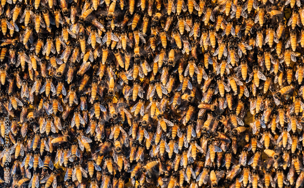 closeup swarm of bees on hive in natural. closeup swarm of bees on hive in natural.